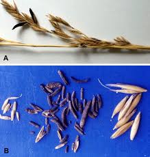 Attēlu rezultāti vaicājumam “Claviceps purpurea”