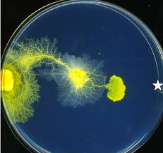 Attēlu rezultāti vaicājumam “Physarum daamsii sessile”