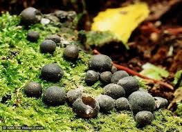 Attēlu rezultāti vaicājumam “Lycogala cf. fossiculatum macro”