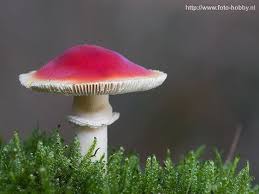 Attēlu rezultāti vaicājumam “Cribraria argillacea macro”