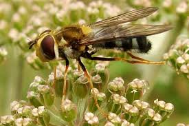 Attēlu rezultāti vaicājumam “Leucozona lucorum”