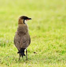 Image result for Glareola maldivarum