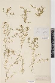 Attēlu rezultāti vaicājumam “Stellaria crassifolia”