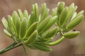 Attēlu rezultāti vaicājumam “Chaerophyllum aromaticum fruit”