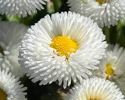 Image result for Bellis perennis