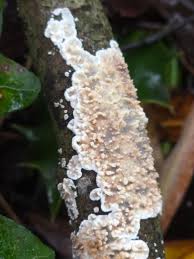 Attēlu rezultāti vaicājumam “Cystostereum murrayi”