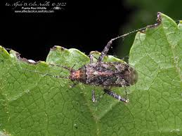 Attēlu rezultāti vaicājumam “Phytocoris sp.”