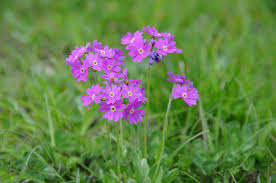 Attēlu rezultāti vaicājumam “Primula farinosa bud”