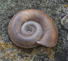 Attēlu rezultāti vaicājumam “Planorbis planorbis”