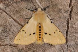 Attēlu rezultāti vaicājumam “Spilosoma lutea imago”