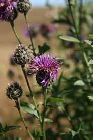 Attēlu rezultāti vaicājumam “Centaurea scabiosa bud”