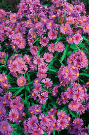 Image result for Aster novae-angliae