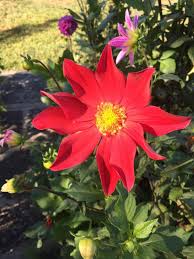 Image result for Dahlia x pinnata `Redskin`