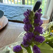 Image result for Campanula lingulata