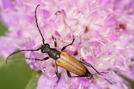 Attēlu rezultāti vaicājumam “Anastrangalia sanguinolenta”