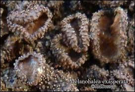 Attēlu rezultāti vaicājumam “Melanohalea exasperata”