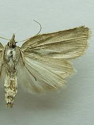 Attēlu rezultāti vaicājumam “Nycteola degenerana”