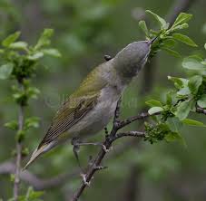 Image result for Vermivora peregrina