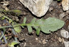 Attēlu rezultāti vaicājumam “Cardaminopsis arenosa leaf”