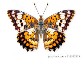 Attēlu rezultāti vaicājumam “Nymphalidae”