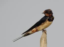 Attēlu rezultāti vaicājumam “Hirundo rustica”