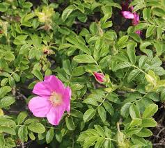 Attēlu rezultāti vaicājumam “Rosa majalis”