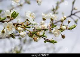 Attēlu rezultāti vaicājumam “Prunus cerasifera var. divaricata bud”