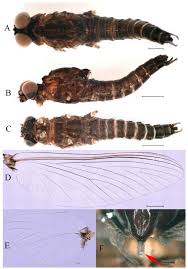 Attēlu rezultāti vaicājumam “Semioscopis avellanella imago”