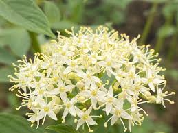 Attēlu rezultāti vaicājumam “Cornus alba”