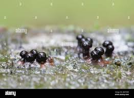 Attēlu rezultāti vaicājumam “Trichia botrytis”