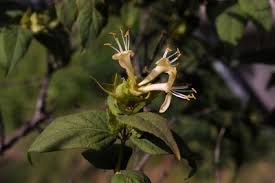 Attēlu rezultāti vaicājumam “Lonicera ferdinandii”