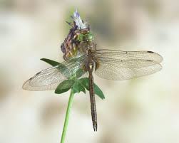 Attēlu rezultāti vaicājumam “Aeshna isoceles”