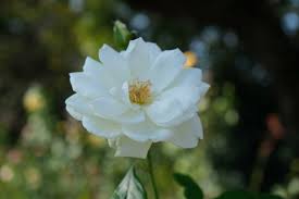 「アイスバーグ」の画像検索結果