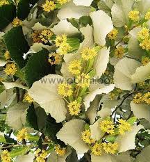 Attēlu rezultāti vaicājumam “Tilia tomentosa flower”