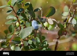 Attēlu rezultāti vaicājumam “Vaccinium uliginosum leaf”
