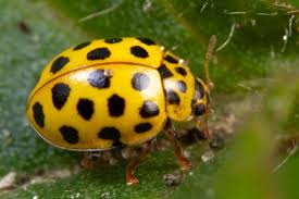 Attēlu rezultāti vaicājumam “Psyllobora vigintiduopunctata”