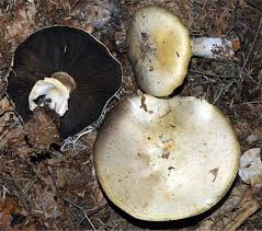 Attēlu rezultāti vaicājumam “Sylvicola sp.”