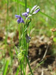Attēlu rezultāti vaicājumam “Polygala vulgaris leaf”