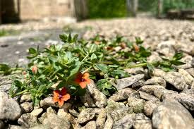 Attēlu rezultāti vaicājumam “Anagallis arvensis flower”