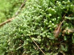 Attēlu rezultāti vaicājumam “Bazzania trilobata”