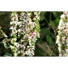 Attēlu rezultāti vaicājumam “Verbascum blattaria flower”