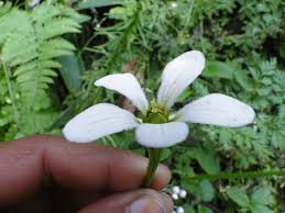 Attēlu rezultāti vaicājumam “Parnassiaceae”