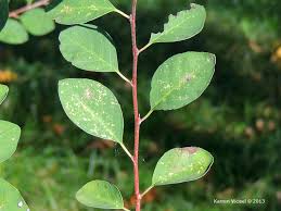 Attēlu rezultāti vaicājumam “Cotoneaster multiflorus leaf”