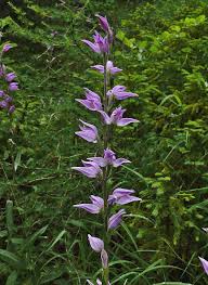 Attēlu rezultāti vaicājumam “Cephalanthera rubra leaf”