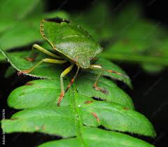 Attēlu rezultāti vaicājumam “Palomena prasina imago”