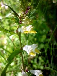 Attēlu rezultāti vaicājumam “Melampyrum pratense flower”