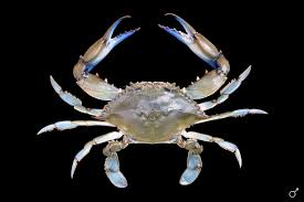 Image result for Callinectes sapidus