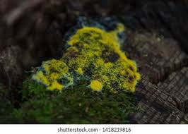 Attēlu rezultāti vaicājumam “Fuligo luteonitens macro”