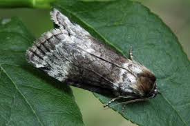 Attēlu rezultāti vaicājumam “Tetheella fluctuosa”