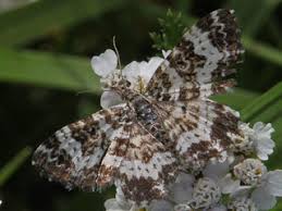 Attēlu rezultāti vaicājumam “Epirhoe tristata”